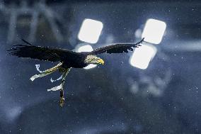 CALCIO - Serie A - SS Lazio vs Como 1907