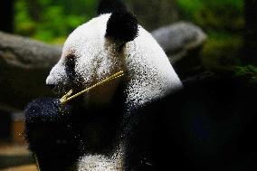 Giant Panda Returns to China - Tokyo