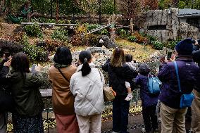 Giant Panda Returns to China - Tokyo