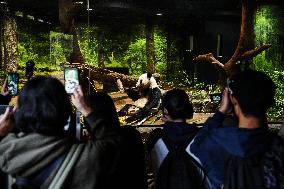 Giant Panda Returns to China - Tokyo