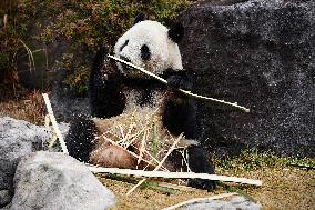 Giant Panda Returns to China - Tokyo