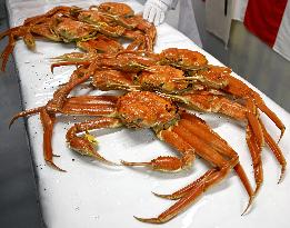 Echizen crabs in central Japan