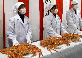 Echizen crabs in central Japan