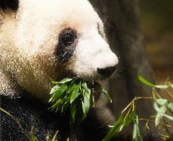 Final viewing day for Ueno zoo pandas