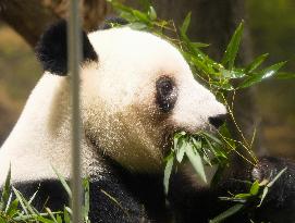 Final viewing day for Ueno zoo pandas