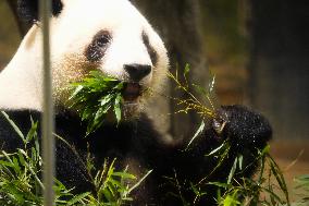 Final viewing day for Ueno zoo pandas