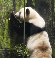 Final viewing day for Ueno zoo pandas
