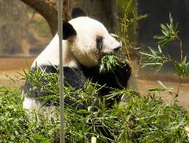 Final viewing day for Ueno zoo pandas