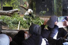 Final viewing day for Ueno zoo pandas