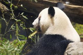 Final viewing day for Ueno zoo pandas