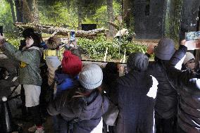 Final viewing day for Ueno zoo pandas