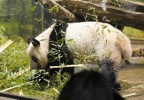 Final viewing day for Ueno zoo pandas