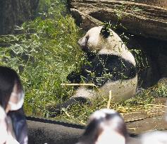 Final viewing day for Ueno zoo pandas