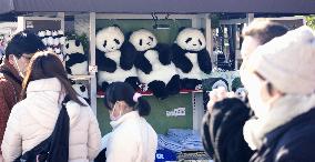 Final viewing day for Ueno zoo pandas