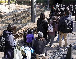 Final viewing day for Ueno zoo pandas