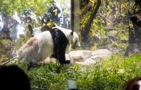 Final viewing day for Ueno zoo pandas