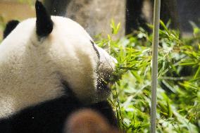 Final viewing day for Ueno zoo pandas