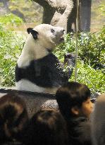 Final viewing day for Ueno zoo pandas