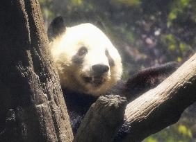 Final viewing day for Ueno zoo pandas