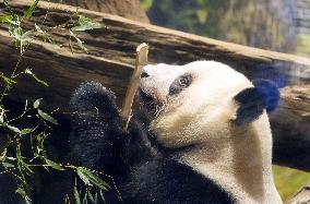 Final viewing day for Ueno zoo pandas