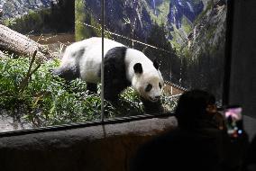 Final viewing day for Ueno zoo pandas