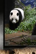 Final viewing day for Ueno zoo pandas