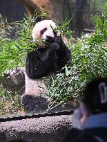 Final viewing day for Ueno zoo pandas