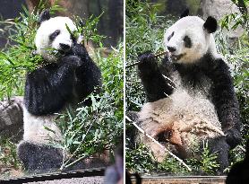 China return for Ueno zoo pandas