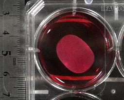 Japan gov't panel approves 2 iPS-derived drugs