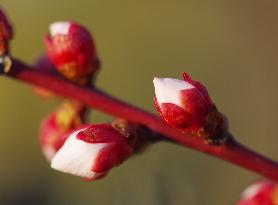 Images of Seasonal Flowers