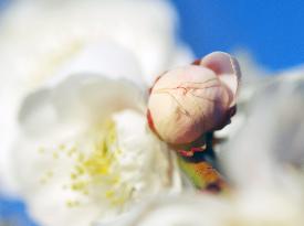 Images of Seasonal Flowers