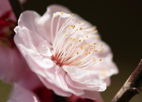 Images of Seasonal Flowers