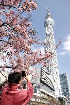 Cherry blossoms in Tokyo