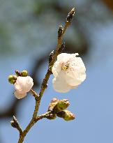 Cherry tree comes into bloom in Japan