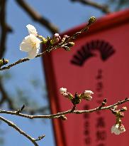Cherry tree comes into bloom in Japan