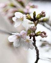 Cherry blossoms in Tokyo