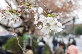 Cherry Blossoms at Chidorigafuchi Park Children's Playground