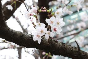 Cherry Blossoms at Chidorigafuchi Park Children's Playground
