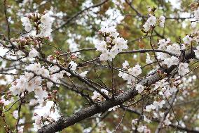 Cherry Blossoms at Chidorigafuchi Park Children's Playground