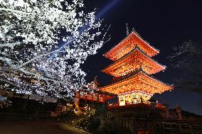 Kiyomizu temple lit up in Kyoto