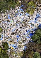 Cherry blossoms at Yoyogi Park