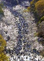Cherry blossoms at Yoyogi Park