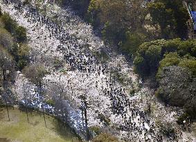 Cherry blossoms in Tokyo
