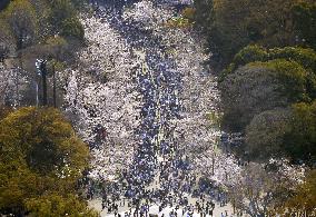 Cherry blossoms in Tokyo