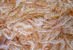 White shrimp harvest season begins in Toyama