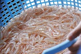 White shrimp harvest season begins in Toyama