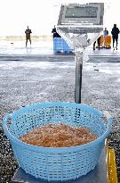 White shrimp harvest season begins in Toyama