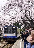 Cherry blossoms at train station on quake-hit Noto Peninsula