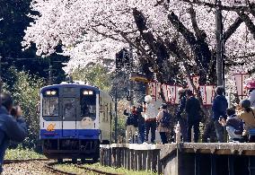 Cherry blossoms at train station on quake-hit Noto Peninsula