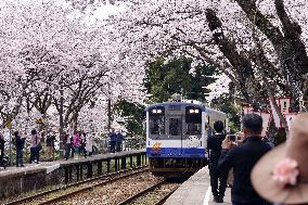 Cherry blossoms at train station on quake-hit Noto Peninsula